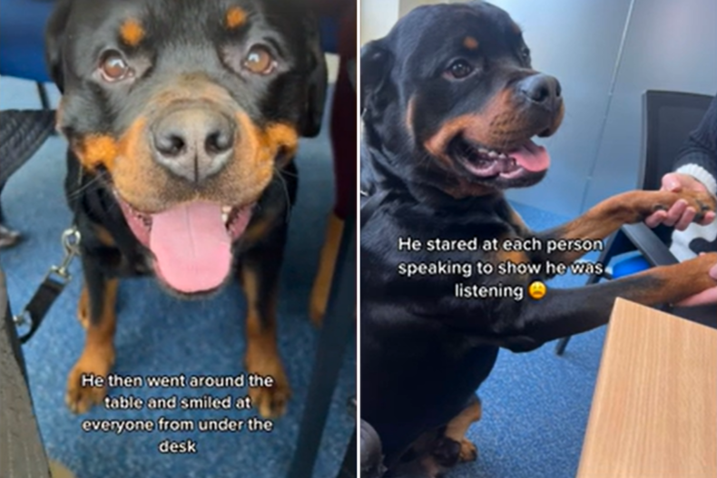 Woman Takes Rottweiler To Work