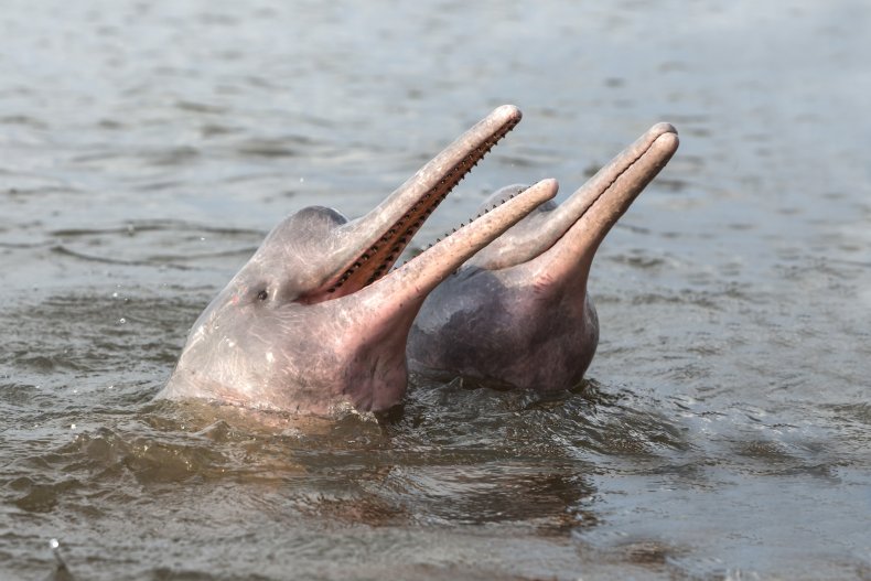 pink amazon river dolphin