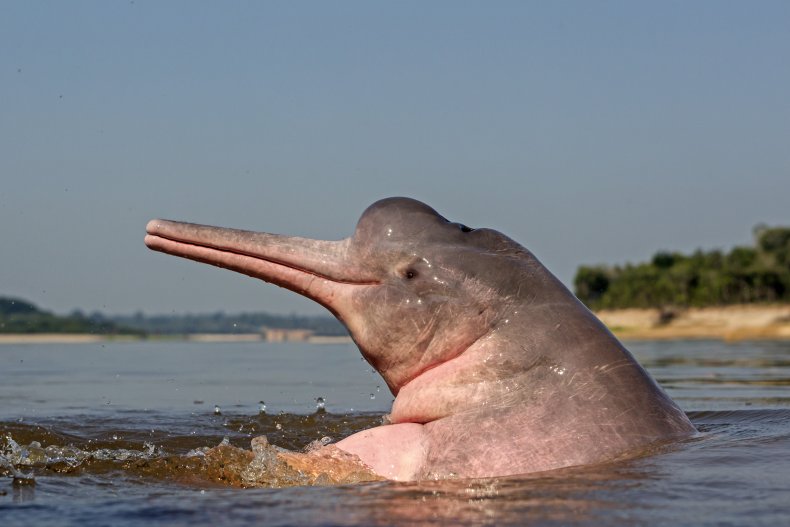amazon river dolphin in water