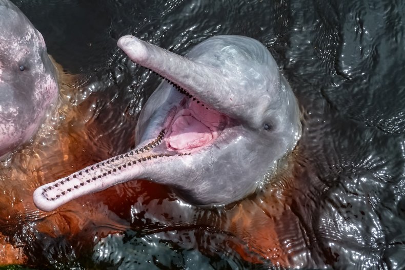 river dolphin teeth