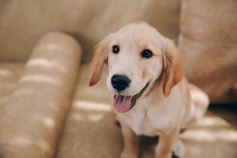 Golden retriever puppy sitting on a sofa