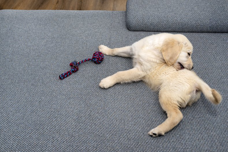 Golden retriever puppy rolling around on sofa