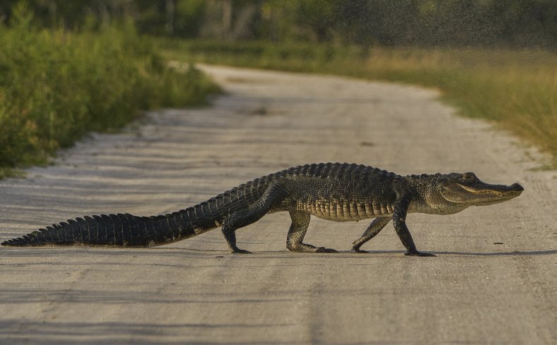 Alligator crossing the road in Orlando, Florida
