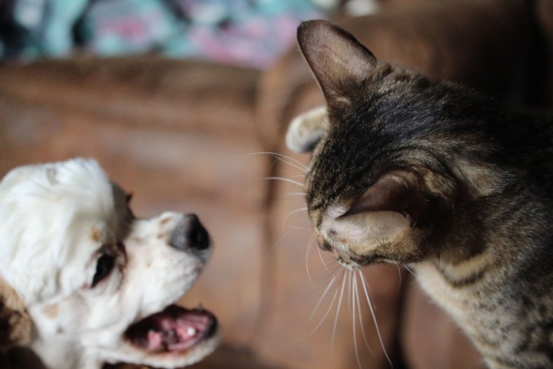cat and dog fighting delight viewers