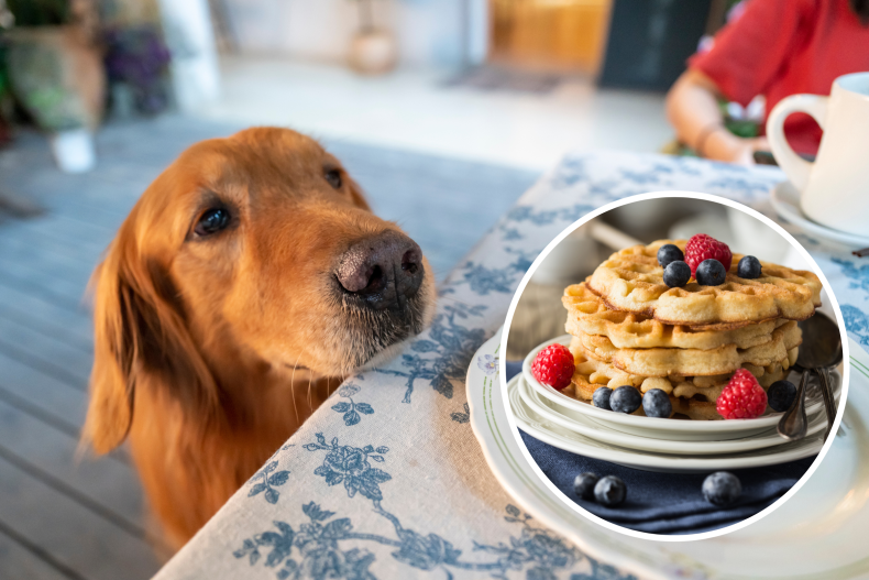 dog stealing waffles leaves internet in stitches
