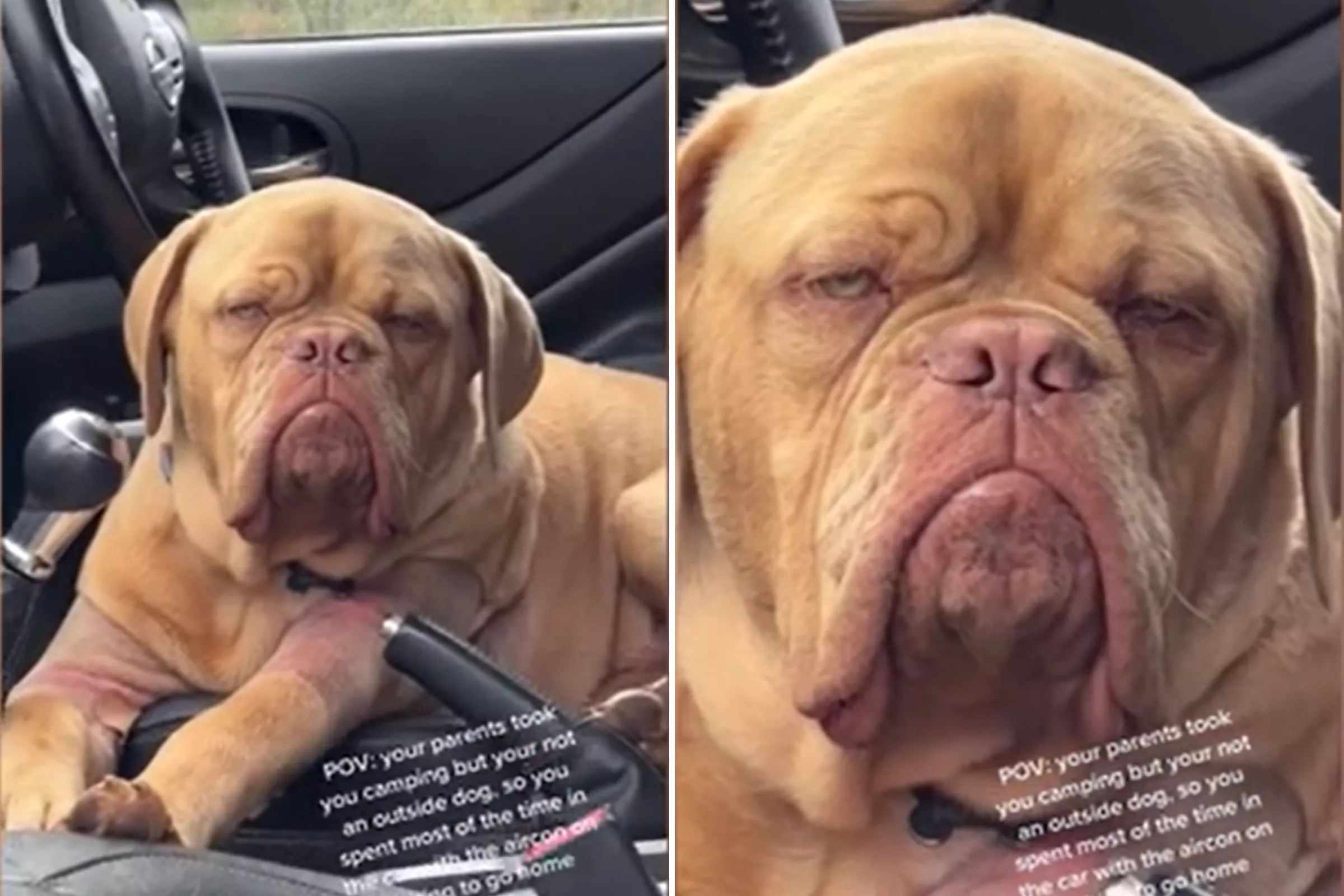 French Mastiff Who Prefers '5-Star Accommodation' Unimpressed With Camping - Vimarsana News