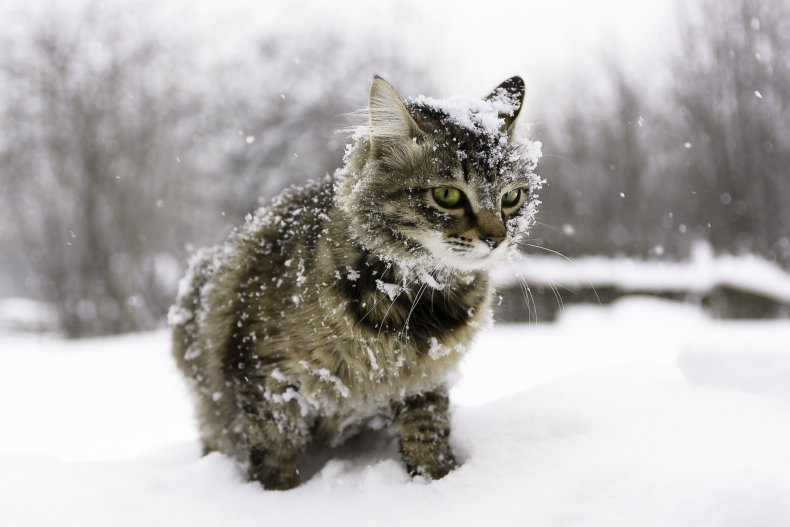 cat in snow
