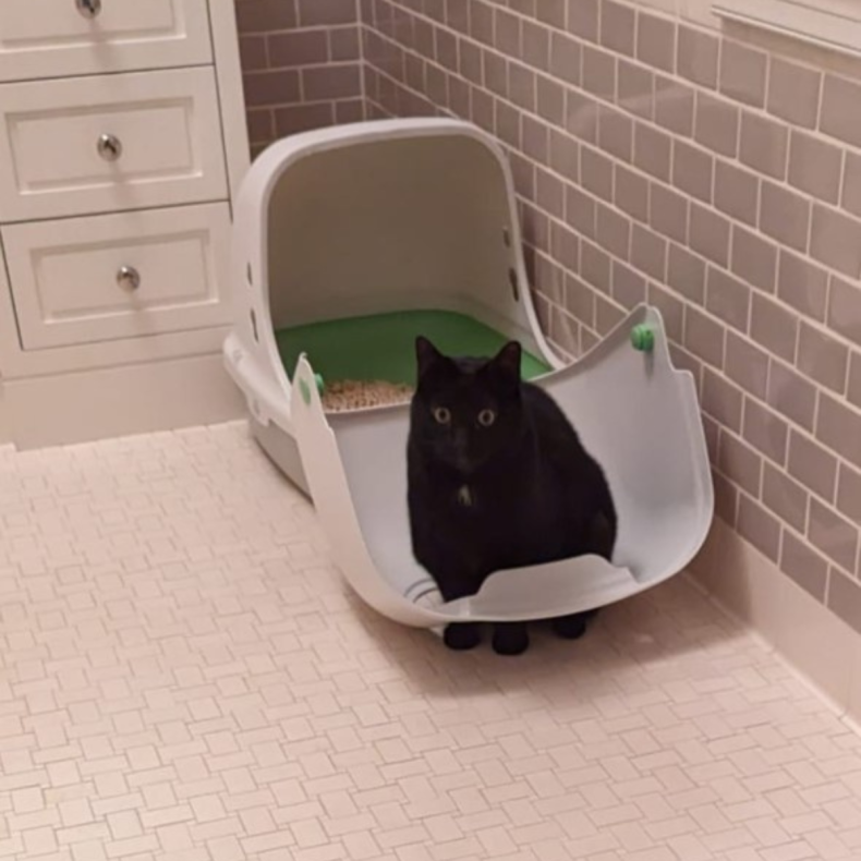 Elly the cat after breaking litter tray