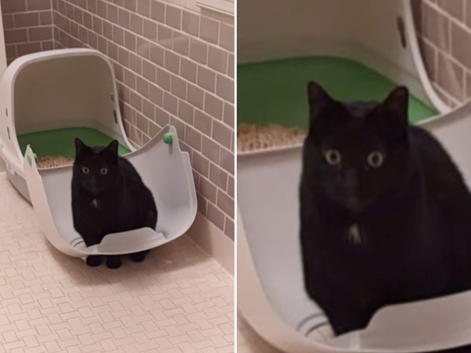 Laughter As Cat Has 'Existential Crisis' After Breaking Litter Tray