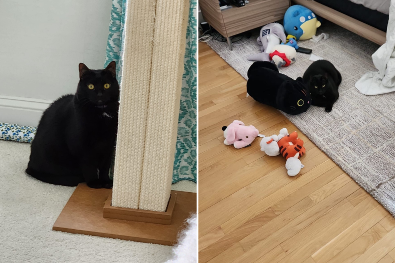 Ellie with scratching post and stuffed animals