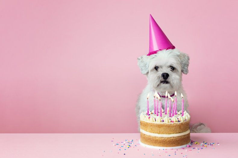 Dog birthday cake 
