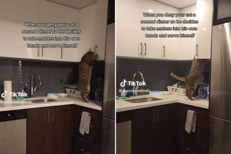 Guccie the cat opening kitchen cabinet