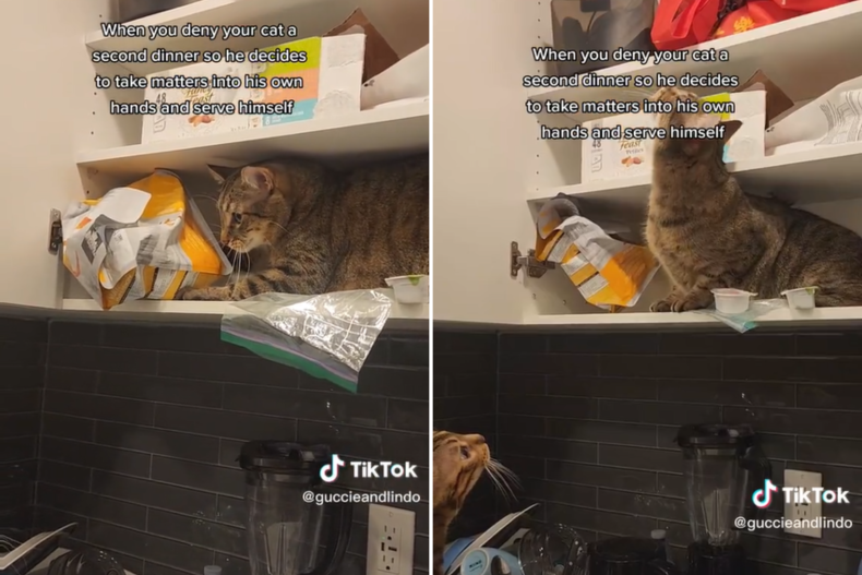 Guccie pushing cat food off shelf