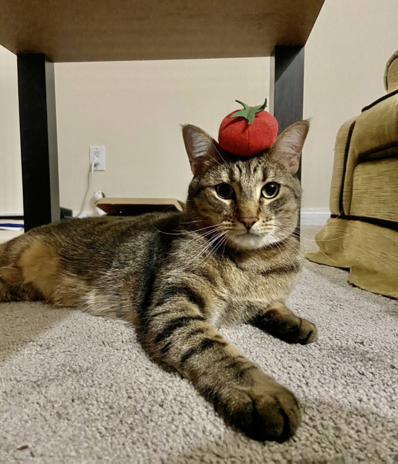 Guccie with plush tomato on his head