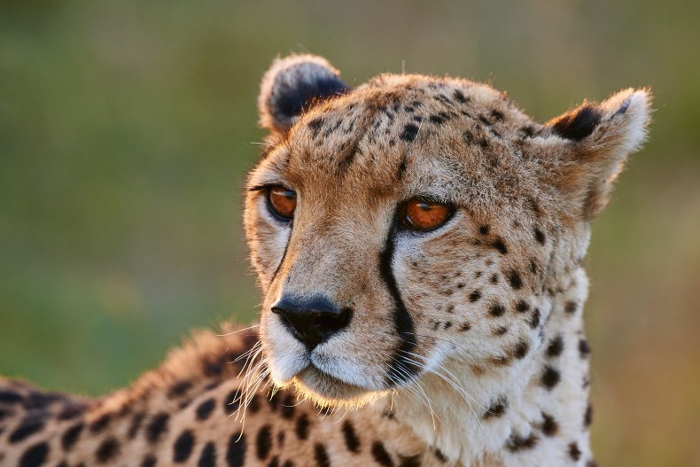 A cheetah in the wild.