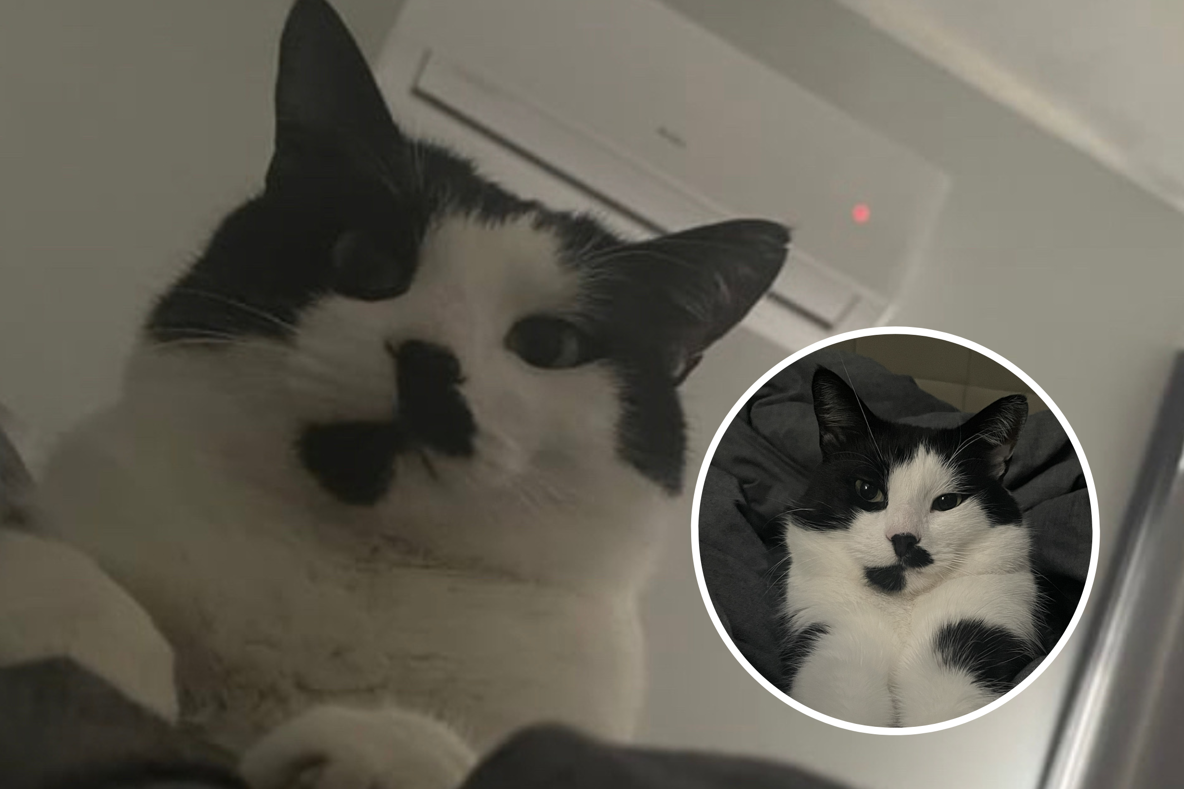 Stunned': Internet in Stitches at Cat's Reaction to Feline Face Filter