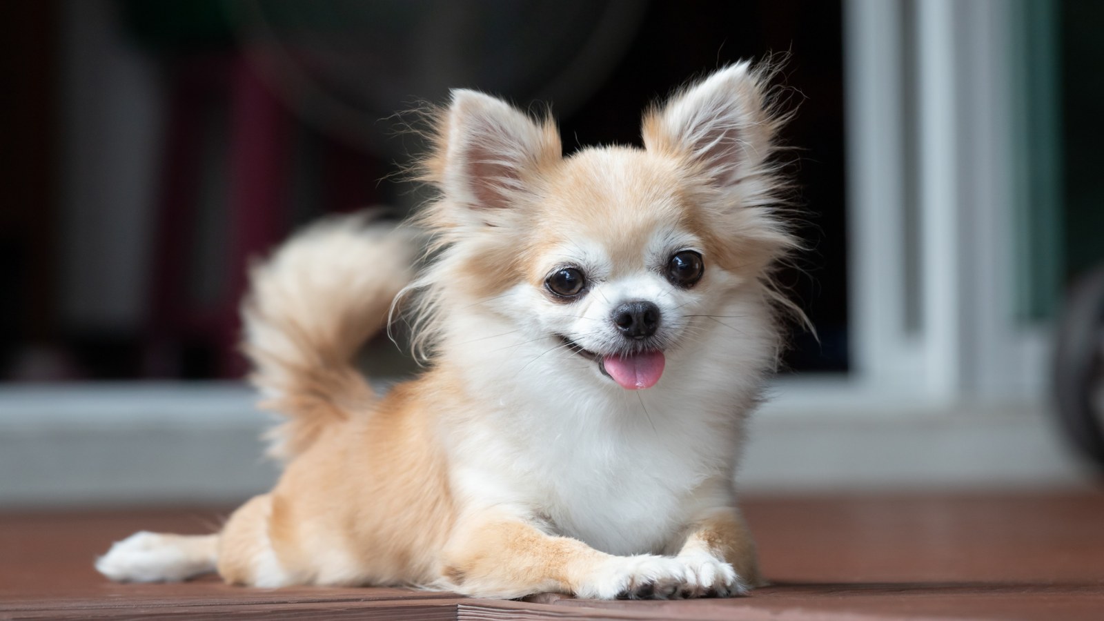 Chihuahua's Cute Behavior Wins Over Man Who 'Wasn't a Dog Person'