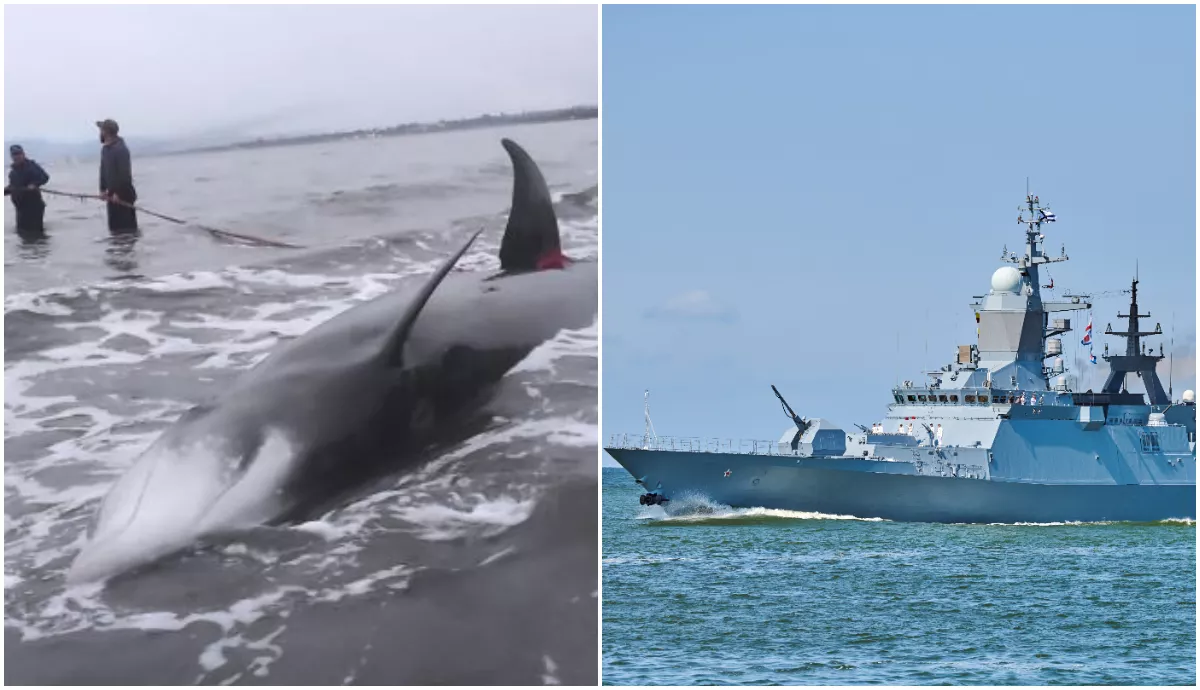 Russia Navy Blasts May Have Killed a Dozen of World's Deepest Diving Whales - Vimarsana News