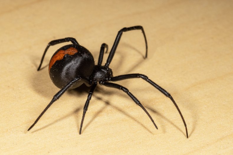 Redback spider