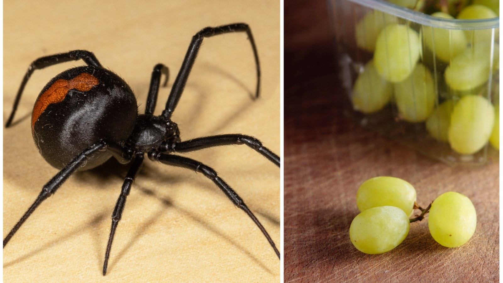 Deadly Venomous Spiders Found in Bags of Grocery Store Grapes