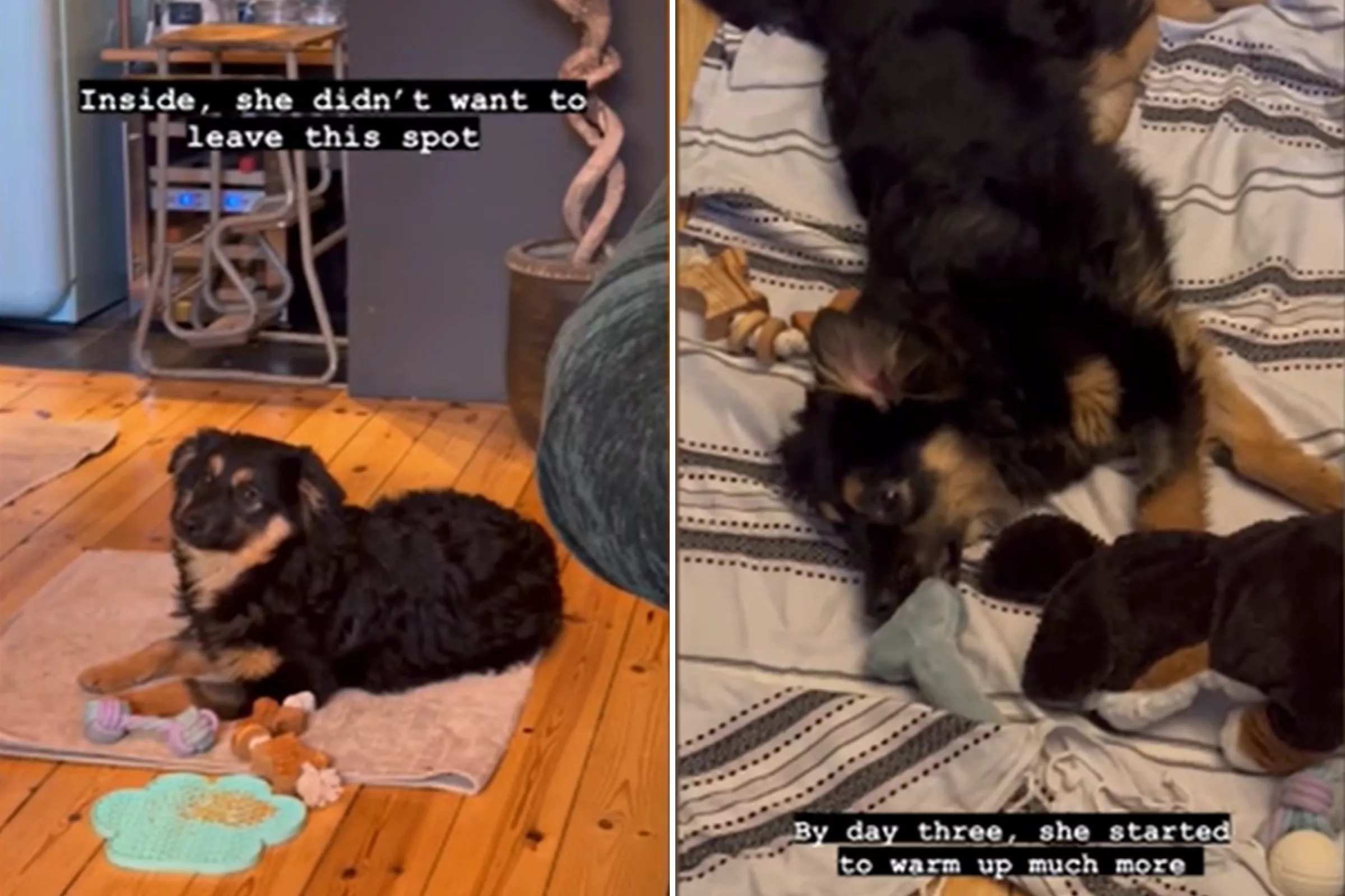 Heartwarming Moment Rescue Puppy Quickly Learns to Trust Her New Owners - Vimarsana News