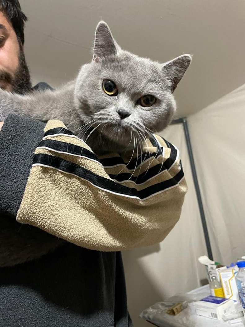 Leyla the cat