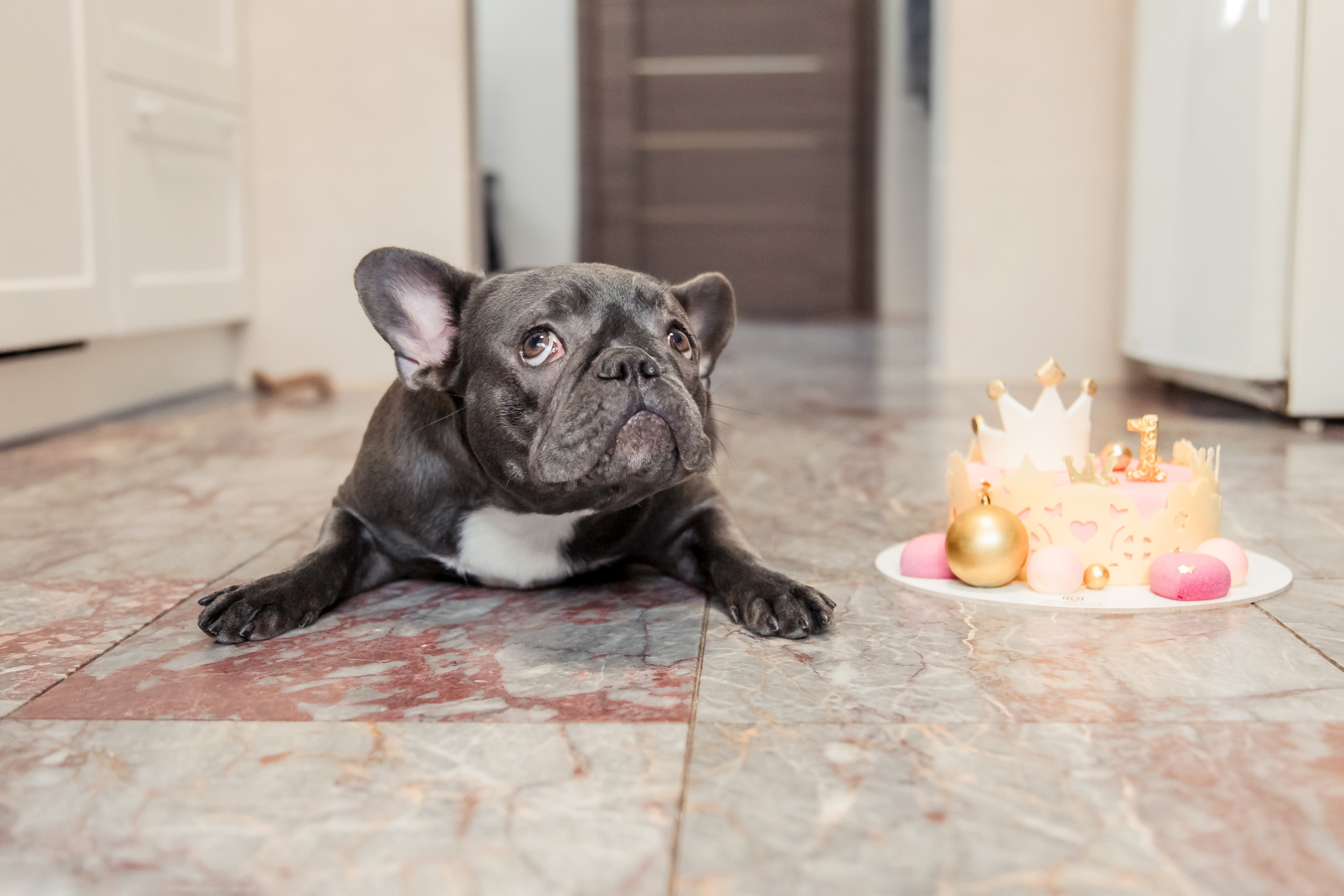 French Bulldog 3D - Designer Cakes by Paige