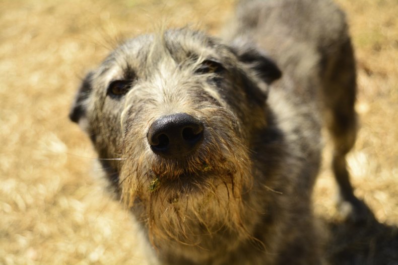 Dogs Drowned Oklahoma City Police Infurated Cruelty