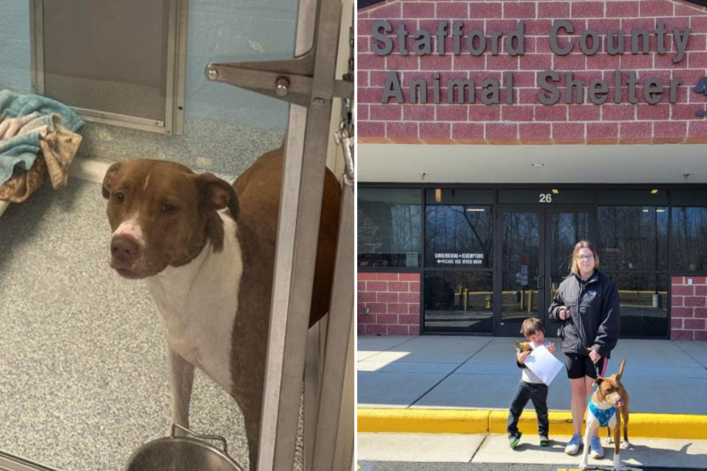 Shelter Dog With 0 Adoption Inquiries for Months Finally Gets Forever Home