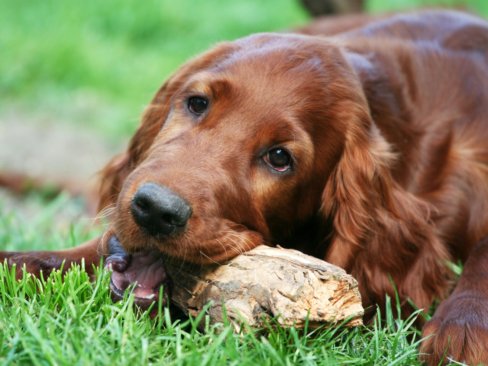 Red Irish Setter Puppies