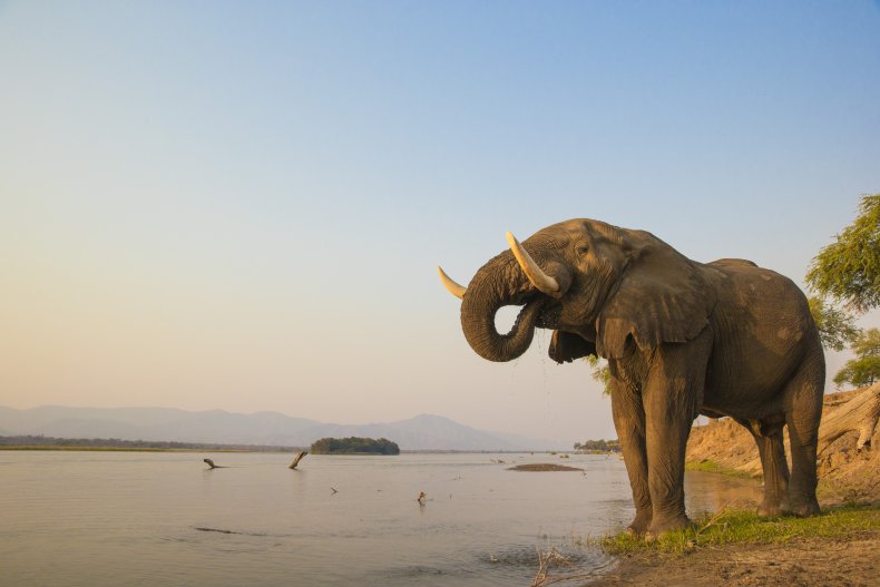 Elefant trinkt