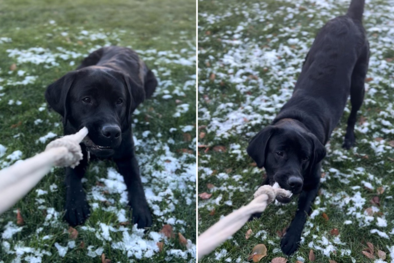 Sully the Black Labrador Playing Tug-of-War