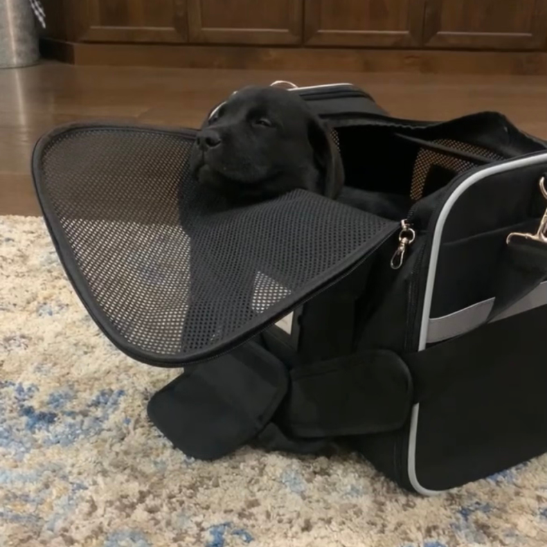 Sully sleeping in pet carrier