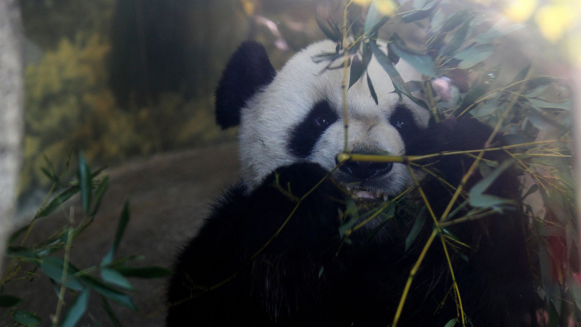 Outrage as 'starving' panda 'so skinny you can count its ribs' is spotted  at a Chinese zoo - People's Daily Online