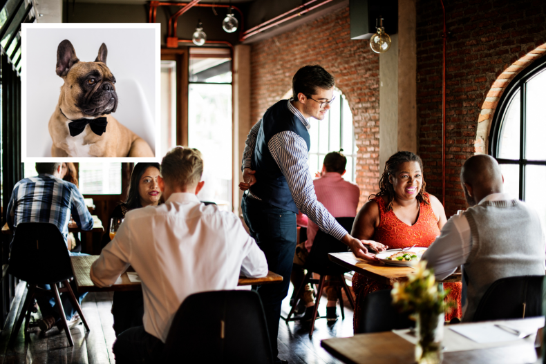 elegant dog at restaurant melts hearts