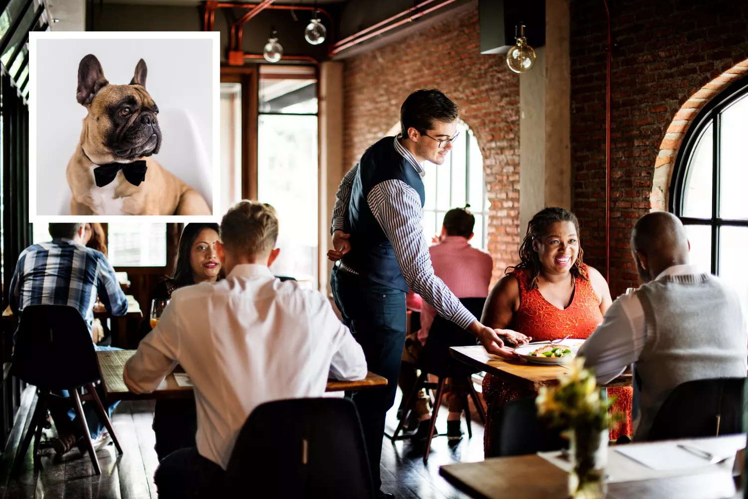 Puppy Dressed Like a 'Distinguished Gentleman' at Restaurant Melts Hearts - Vimarsana News