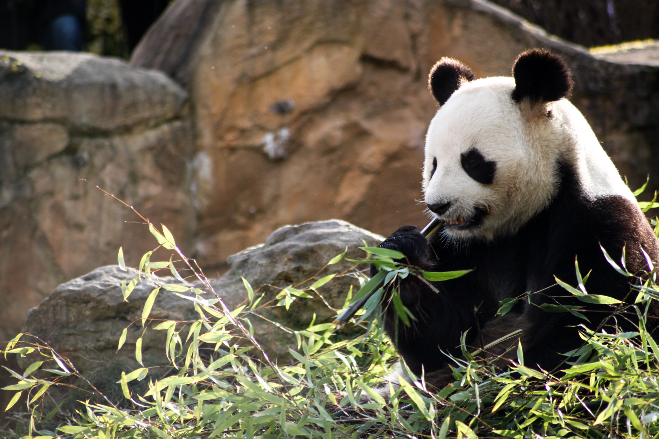 Chinese Anger Rises Over 'Malnourished' Pandas In U.S. Zoo