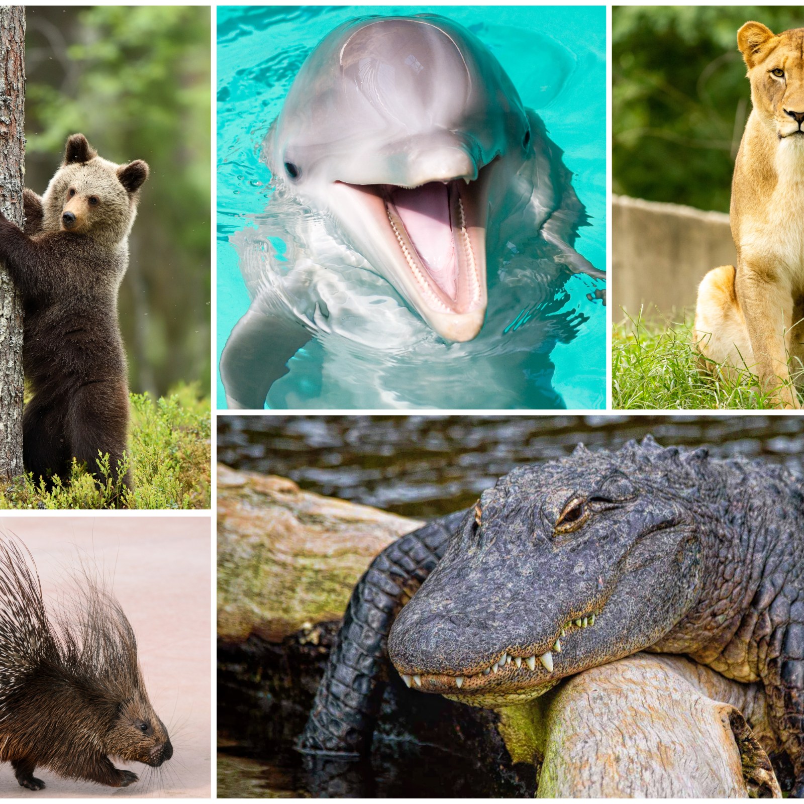 Funniest and Most Shocking Animal Videos on World Wildlife Day