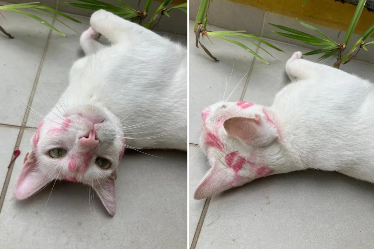 Cat returns home with lipstick kisses