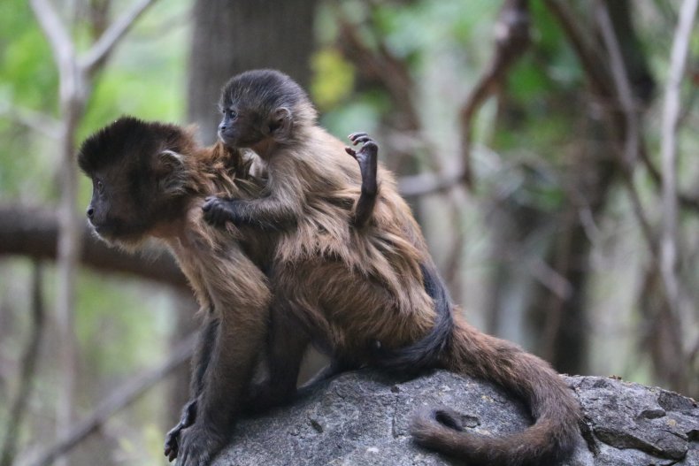 mother monkey carrying baby