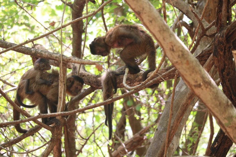 dead infant monkey and group