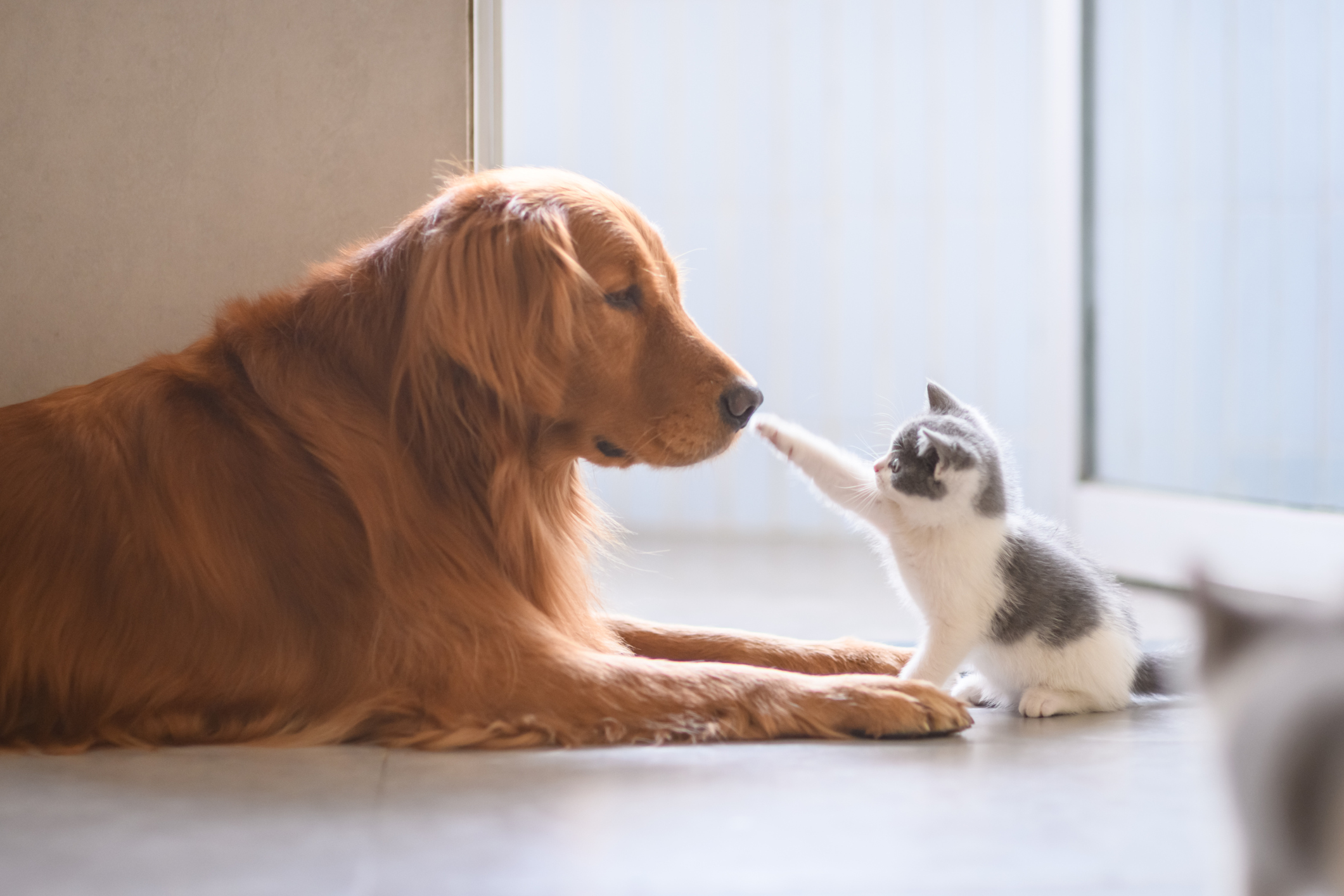 Golden Retriever Has Adorable Reaction to Seeing Kittens Fed for First Time