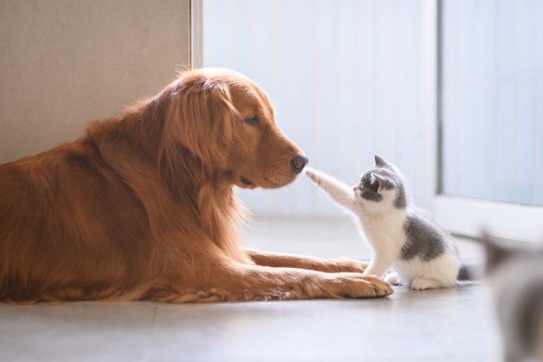 A kitten touching a retriever's nose.