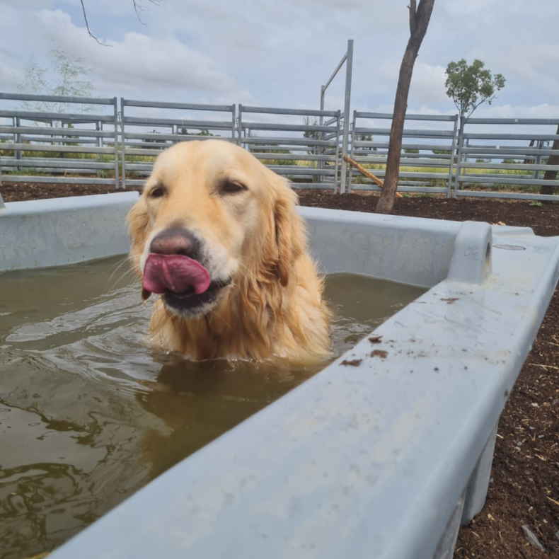 Walter the golden retriever in water trough