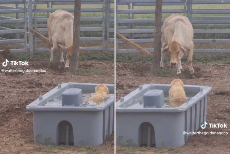 Angry cow preparing to charge golden retriever