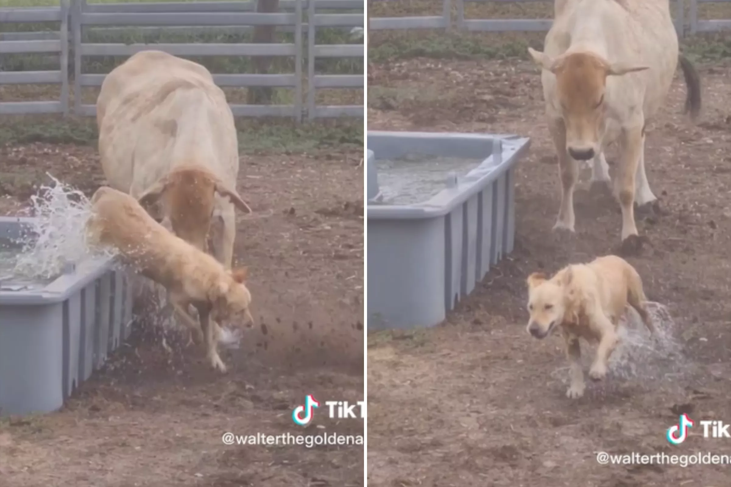 Golden Retriever Swimming in Cow's Water Trough Backfires: 'Bail Out' - Vimarsana News