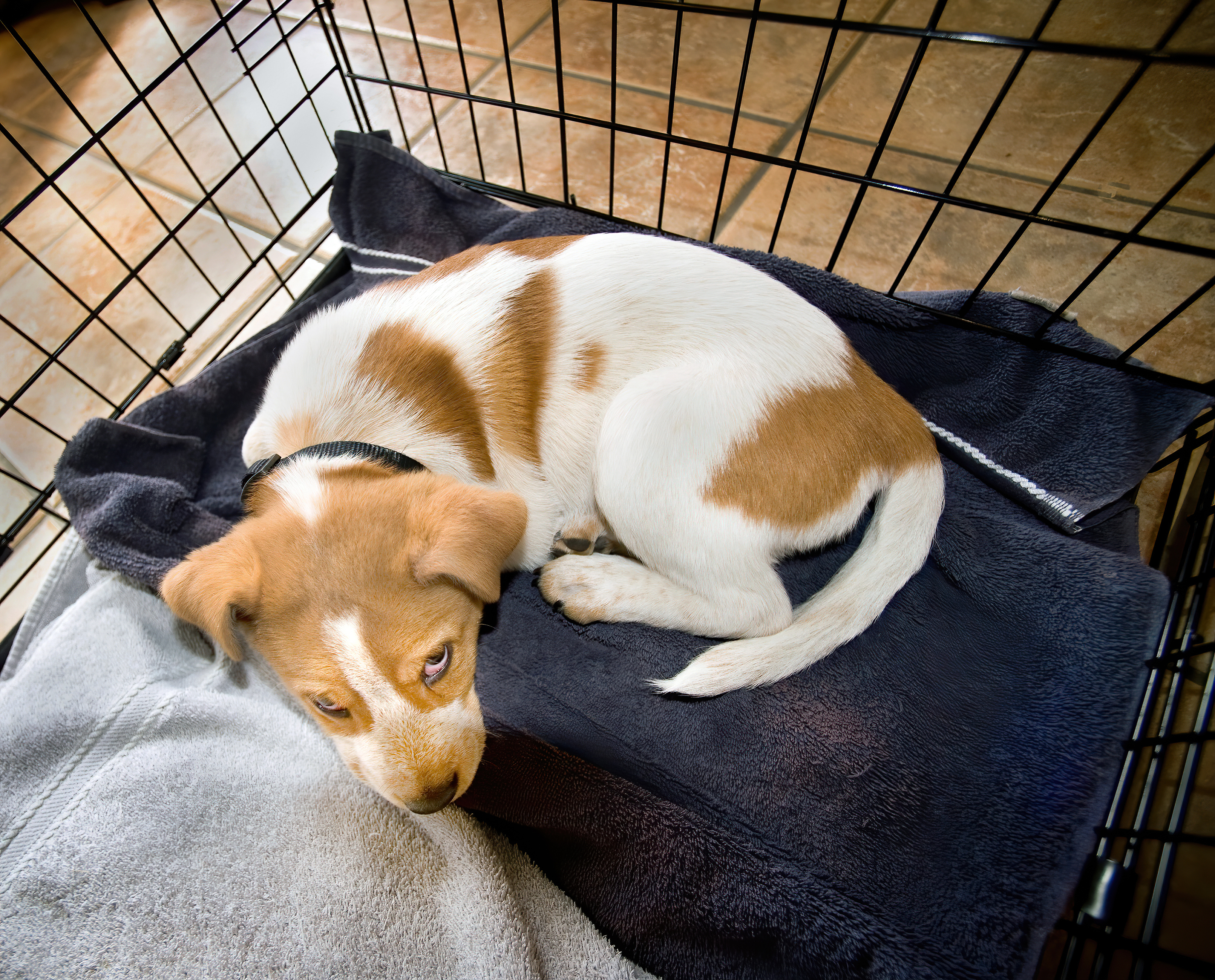 Gietvorm Ban zomer Watch as Woman Discovers How Her 9-Week-Old Puppy Is Escaping His Playpen