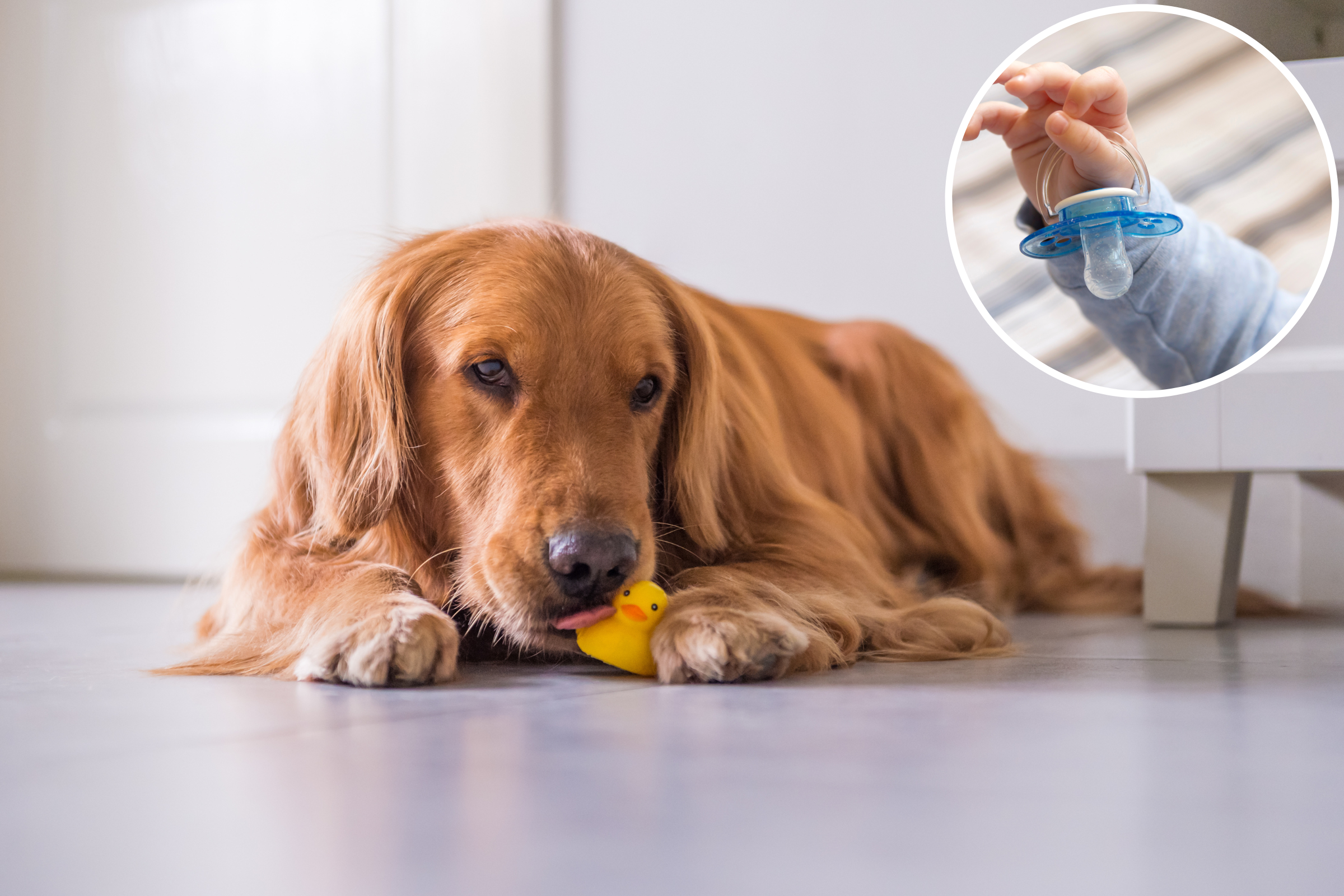 dog pretending use pacifier melts hearts