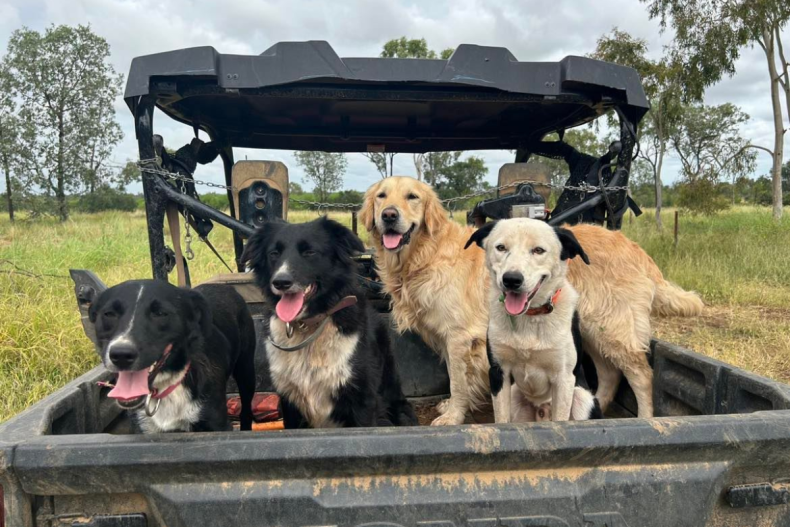 Walter and three cattle dogs in truck