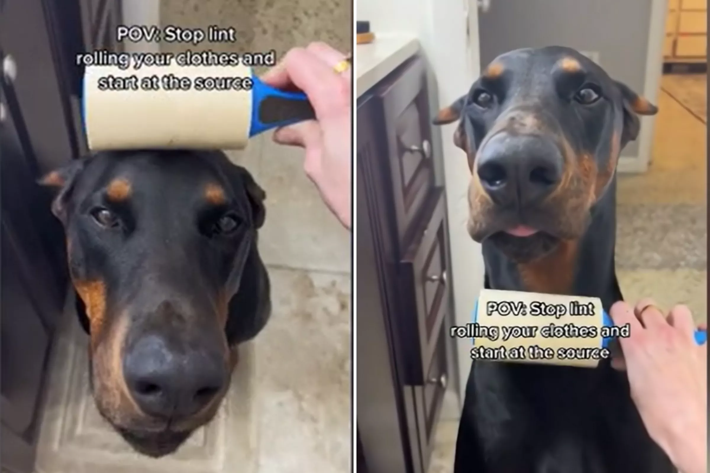 Owner Shares Genius Method to Combat Dog Hair: 'Start at the Source' - Vimarsana News